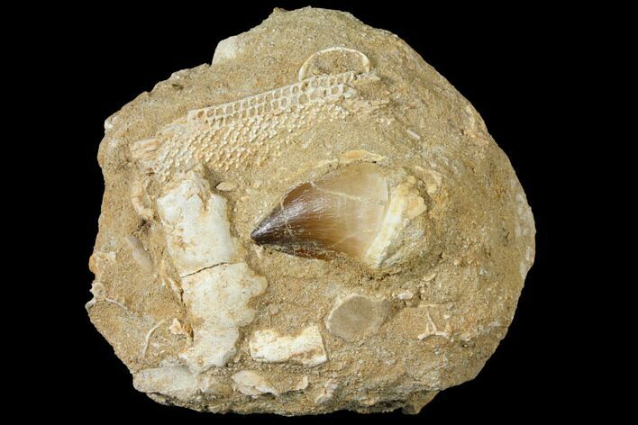 Mosasaur (Prognathodon) Tooth In Rock - Morocco #127708